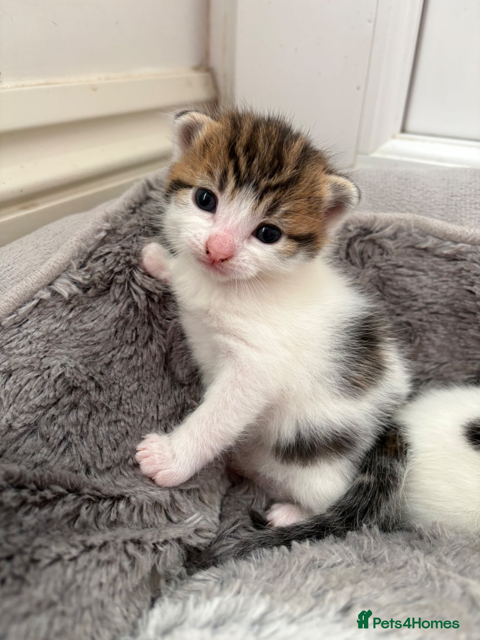 Mixed Breed cats Beautiful kittens - Advert 17