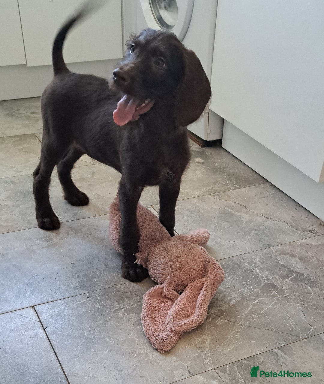 Mixed Breed dogs for sale: Poodle/pointer puppies in Cumnock - Image 15