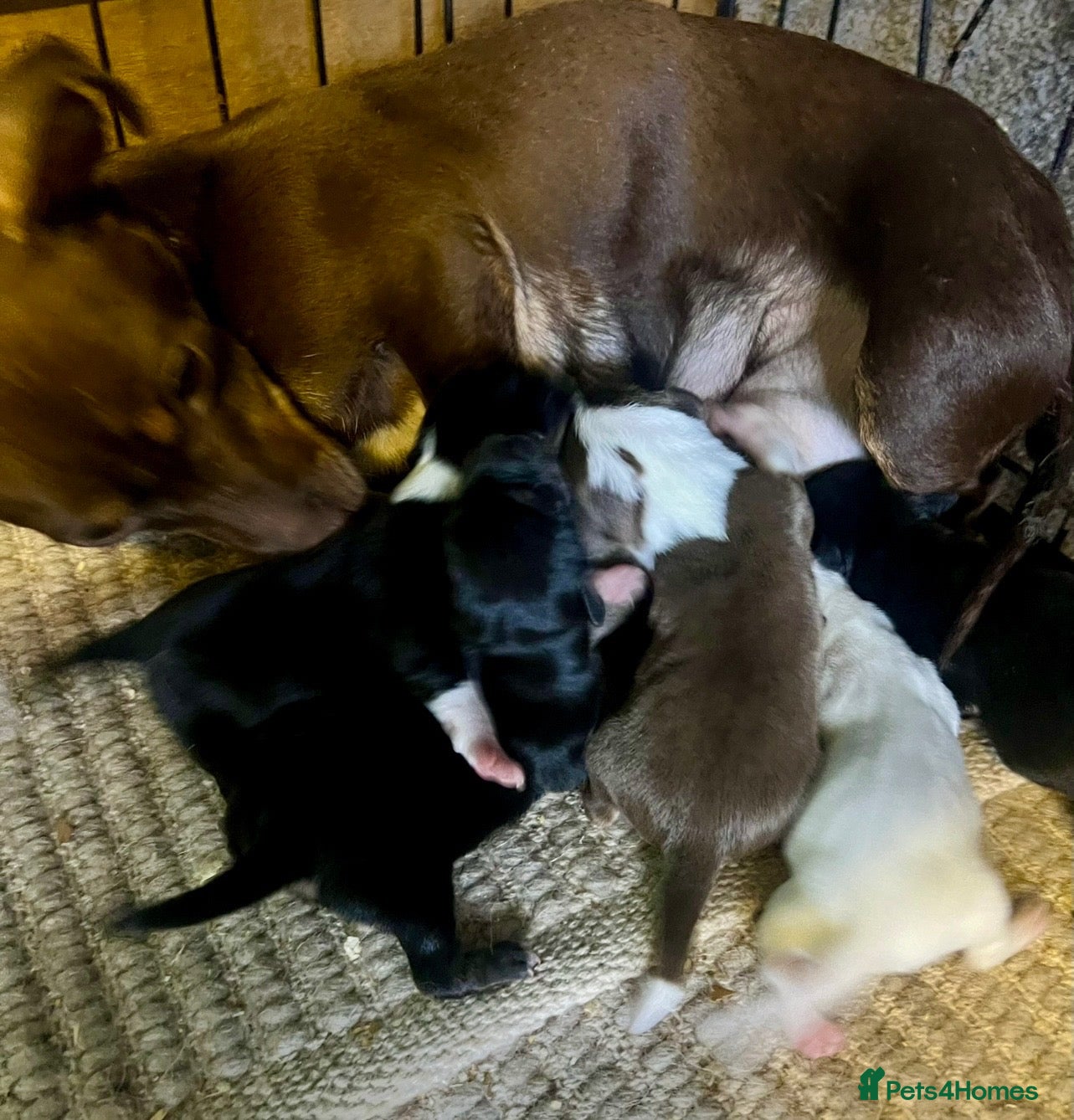 Jack Russell dogs Jack Russell Puppies - Advert 2