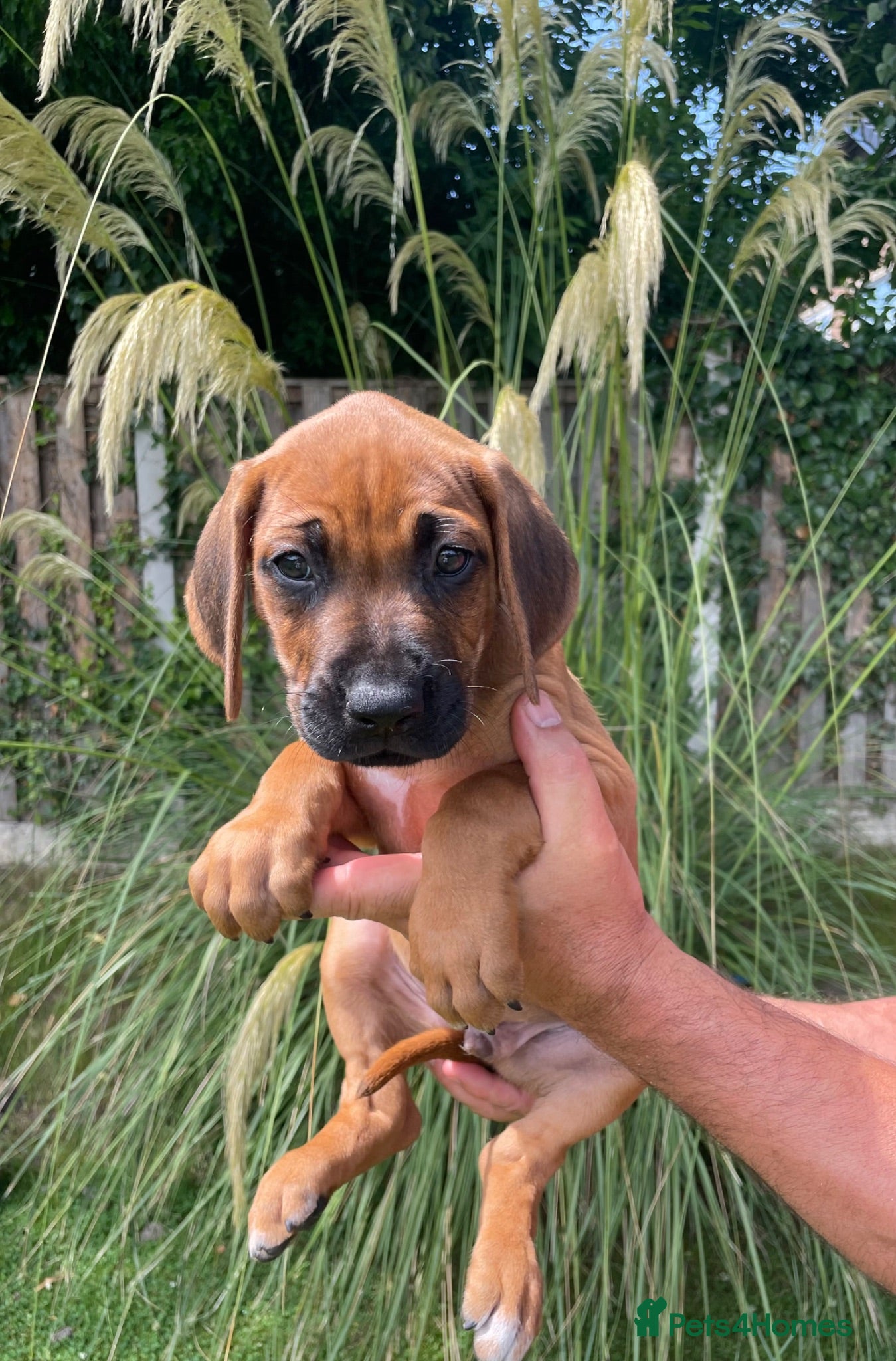 Rhodesian Ridgeback dogs Brought up around children/KC reg/ Ridgeback pups - Advert 14