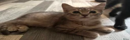 Mixed Breed cats for sale: 3 kittens for sale. in Bakewell - Advert 4