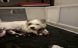 Mixed Breed dogs for sale: Siberian Husky X Staff/Lhasa Apso. Only 2 left!!  - Image 37