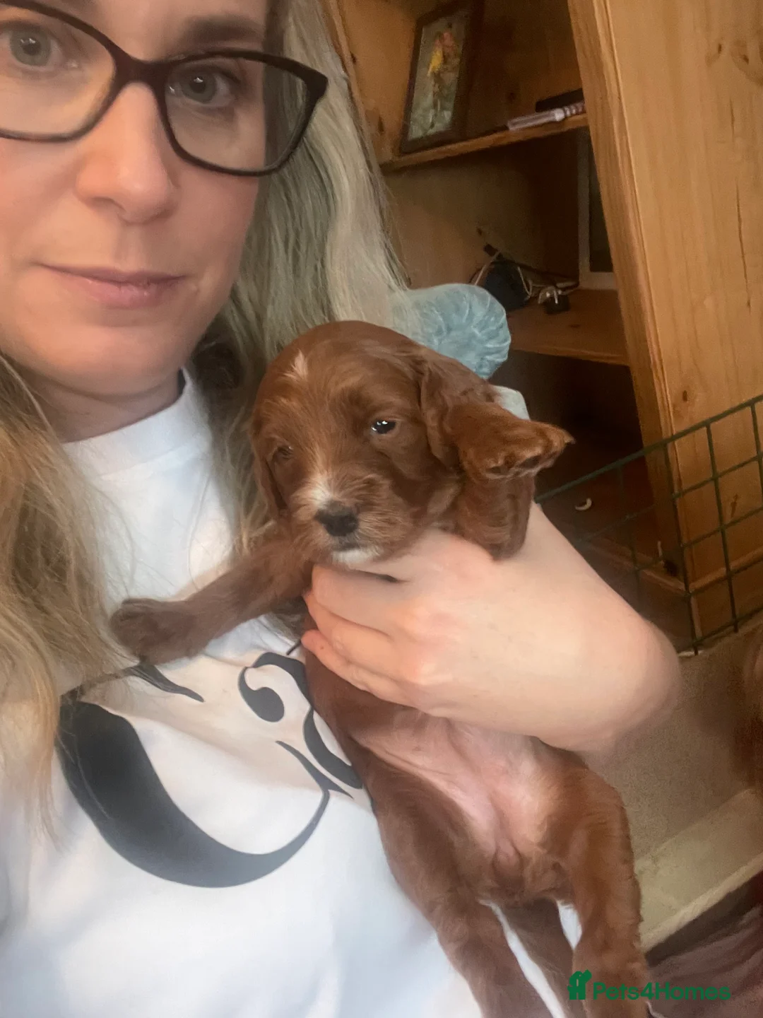 Cockapoo dogs for sale: X3 f1b cockapoo puppies  - Advert 19