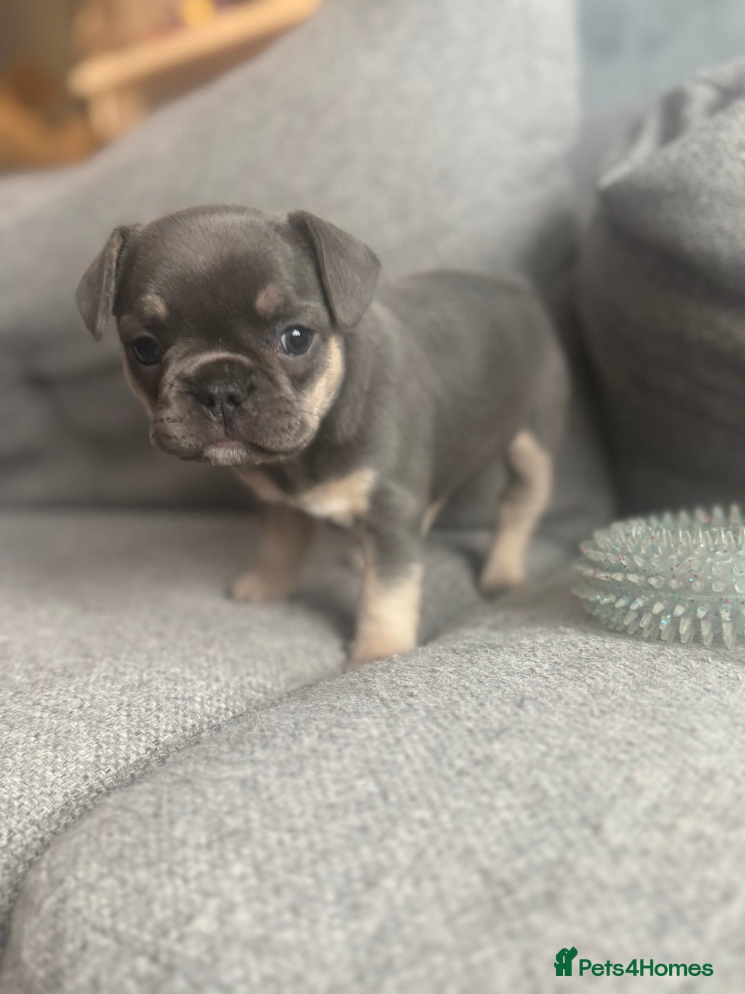 French Bulldog dogs for sale: French Bulldog Puppies - Advert 21