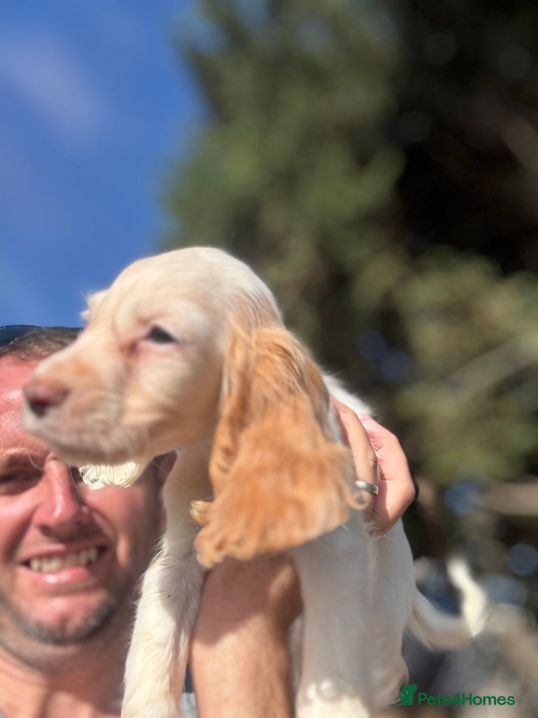 Cocker Spaniel dogs for sale: Cocker Spaniel Puppies (10 weeks - Ready to go) - Image 19