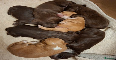 Cocker Spaniel dogs - Advert 6