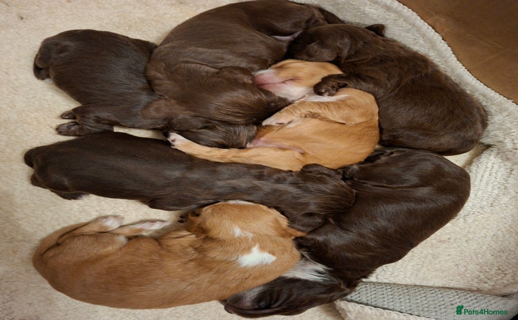 Cocker Spaniel dogs - Advert 13