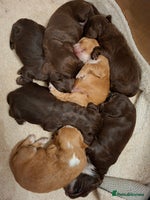 Cocker Spaniel dogs - Advert 2