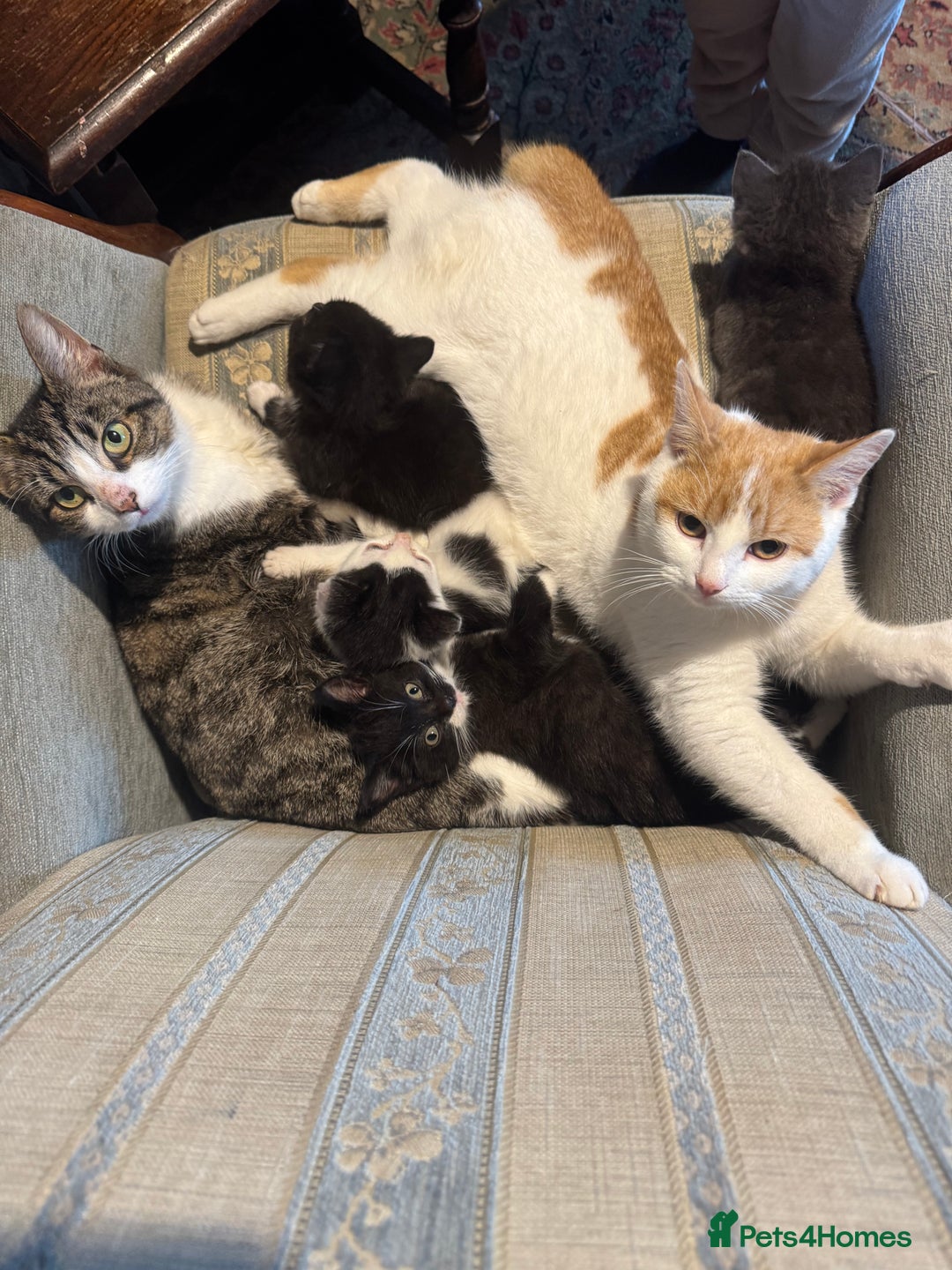 Mixed Breed cats for sale: Kittens mix - Advert 1