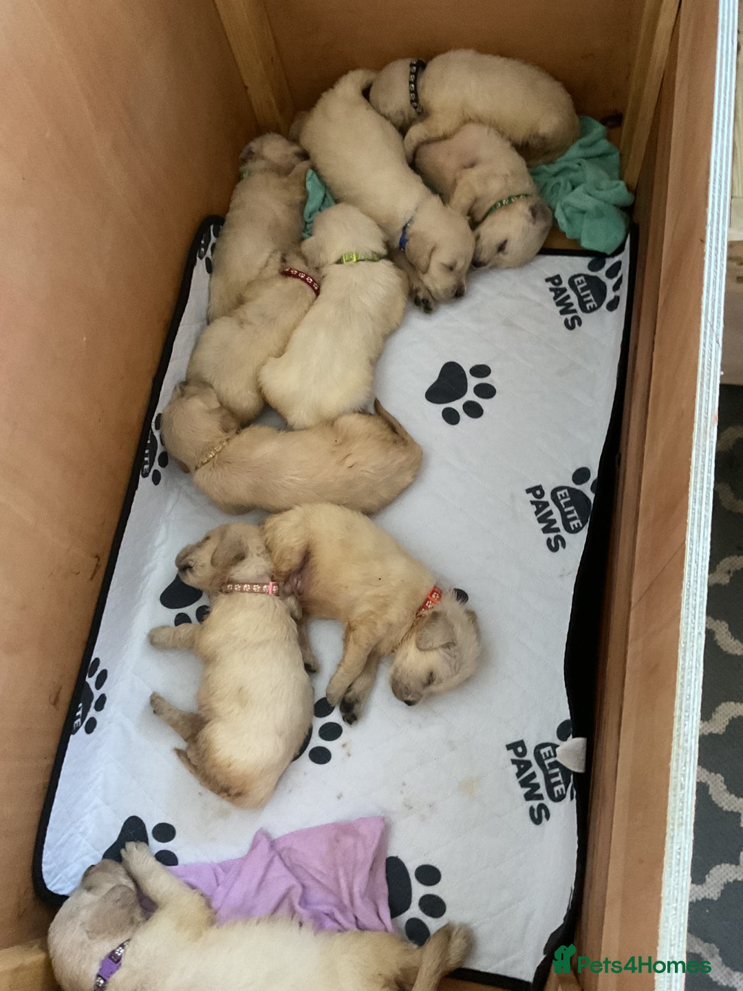Golden Retriever dogs for sale: Golden Retrievers puppy for sale - Image 7