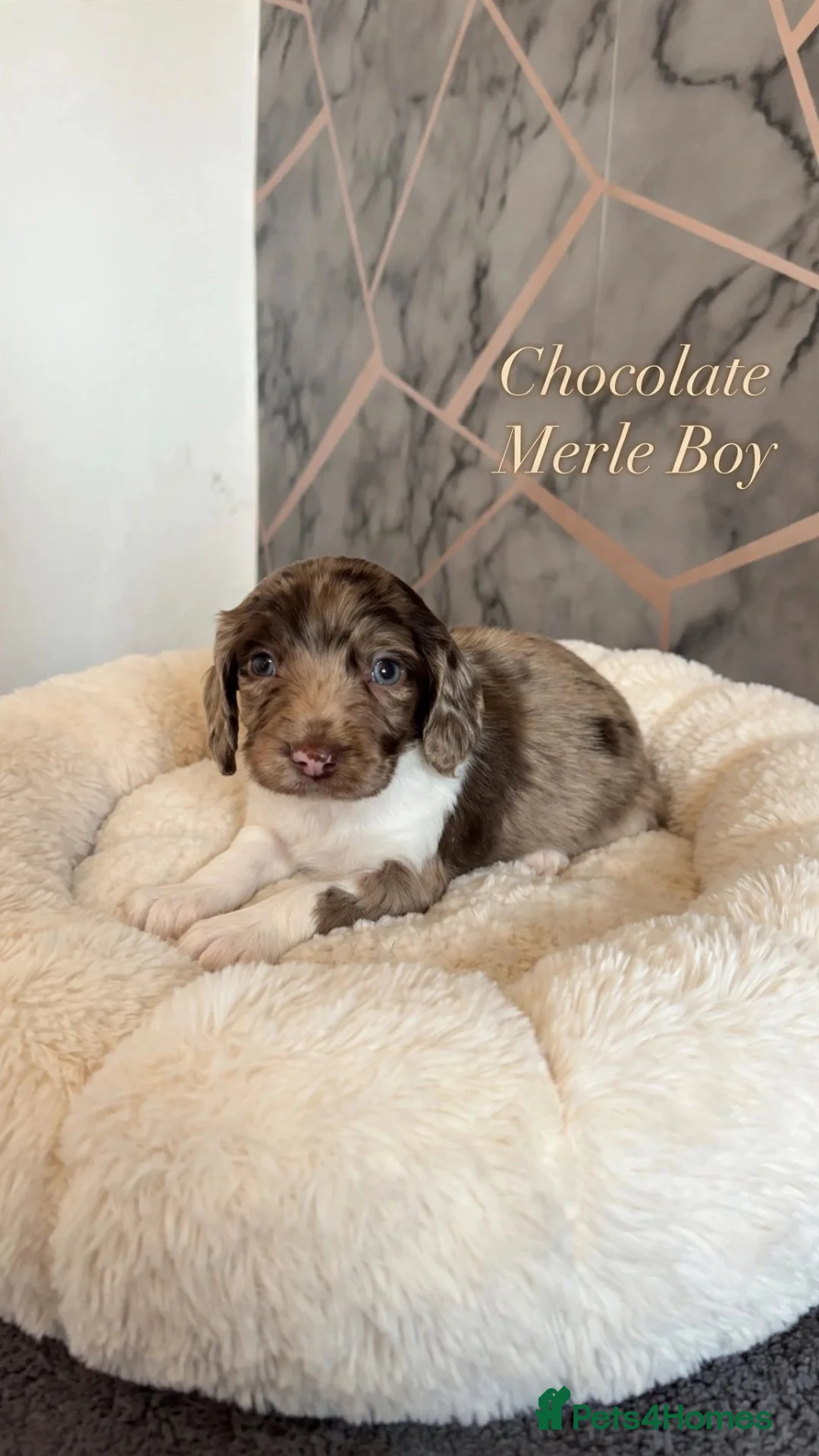 Cocker Spaniel dogs for sale: Striking cockaspaniel puppies  - Advert 6