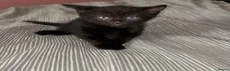 Mixed Breed cats for sale: *Last 2 * British short hair x domestic kittens  in Hull - Advert 3