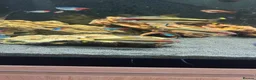 Tetras fish for sale: Tropical fish  - Advert 5