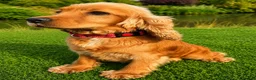 Cocker Spaniel dogs for sale: Show type Cocker spaniel pups- DAD DNA TESTED - Advert 10
