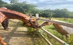 English Thoroughbred horses for sale: Chestnut Thoroughbred Mare - Image 2