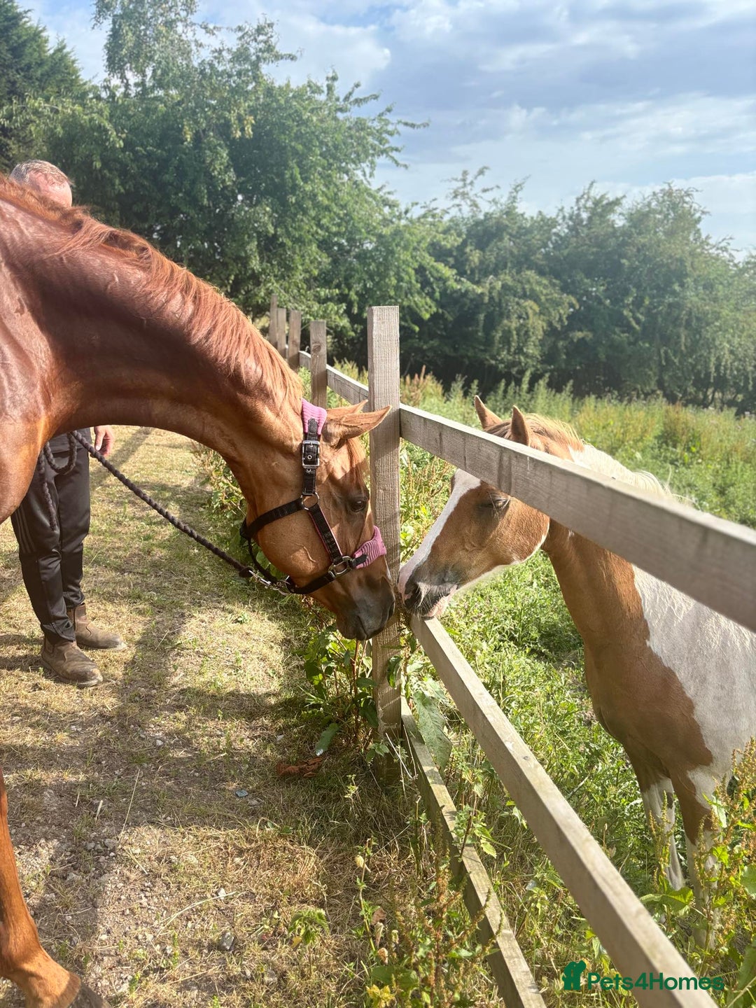 English Thoroughbred horses for sale: Chestnut Thoroughbred Mare - Image 2