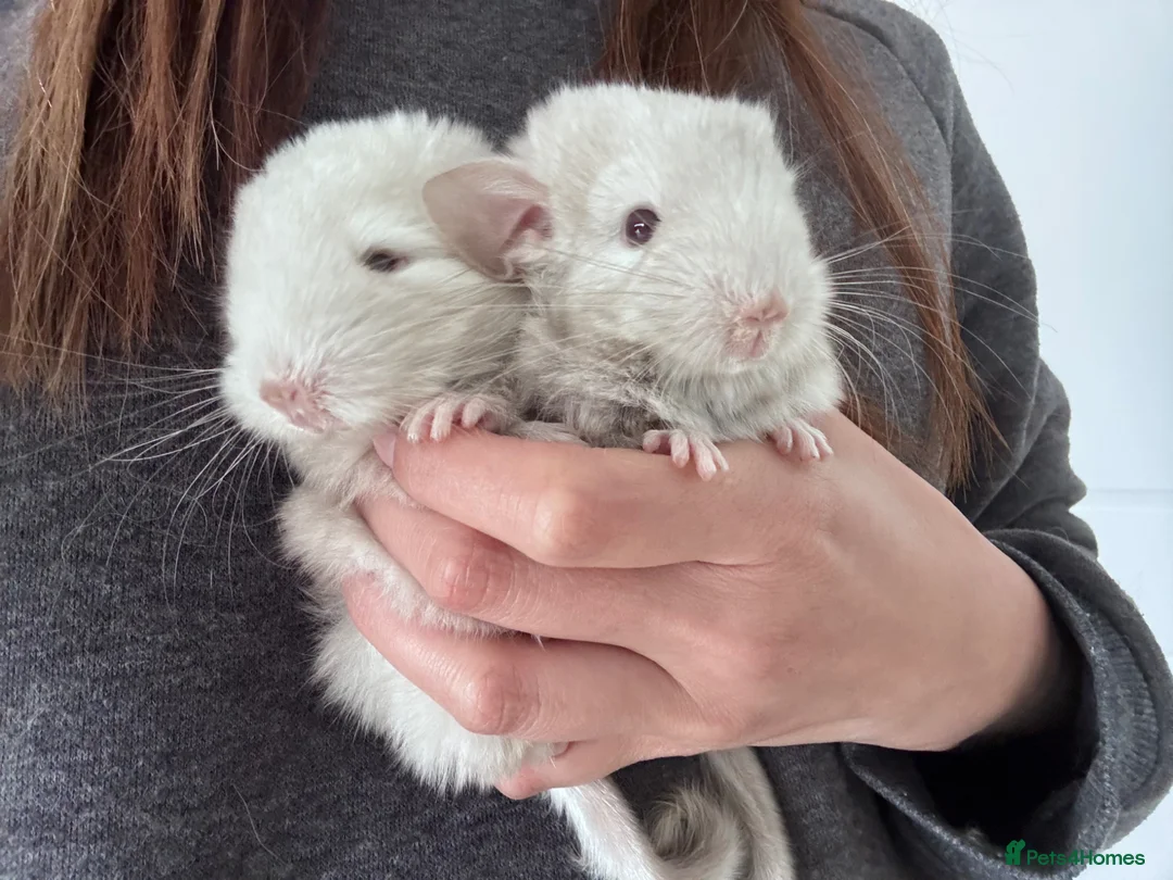 Chinchilla rodents for sale: Light beige baby chinchilla girl in Poole - Advert 5