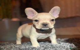 French Bulldog dogs for stud: 🔥 SIMBA 🔥 French Bulldog for Stud - Advert 16