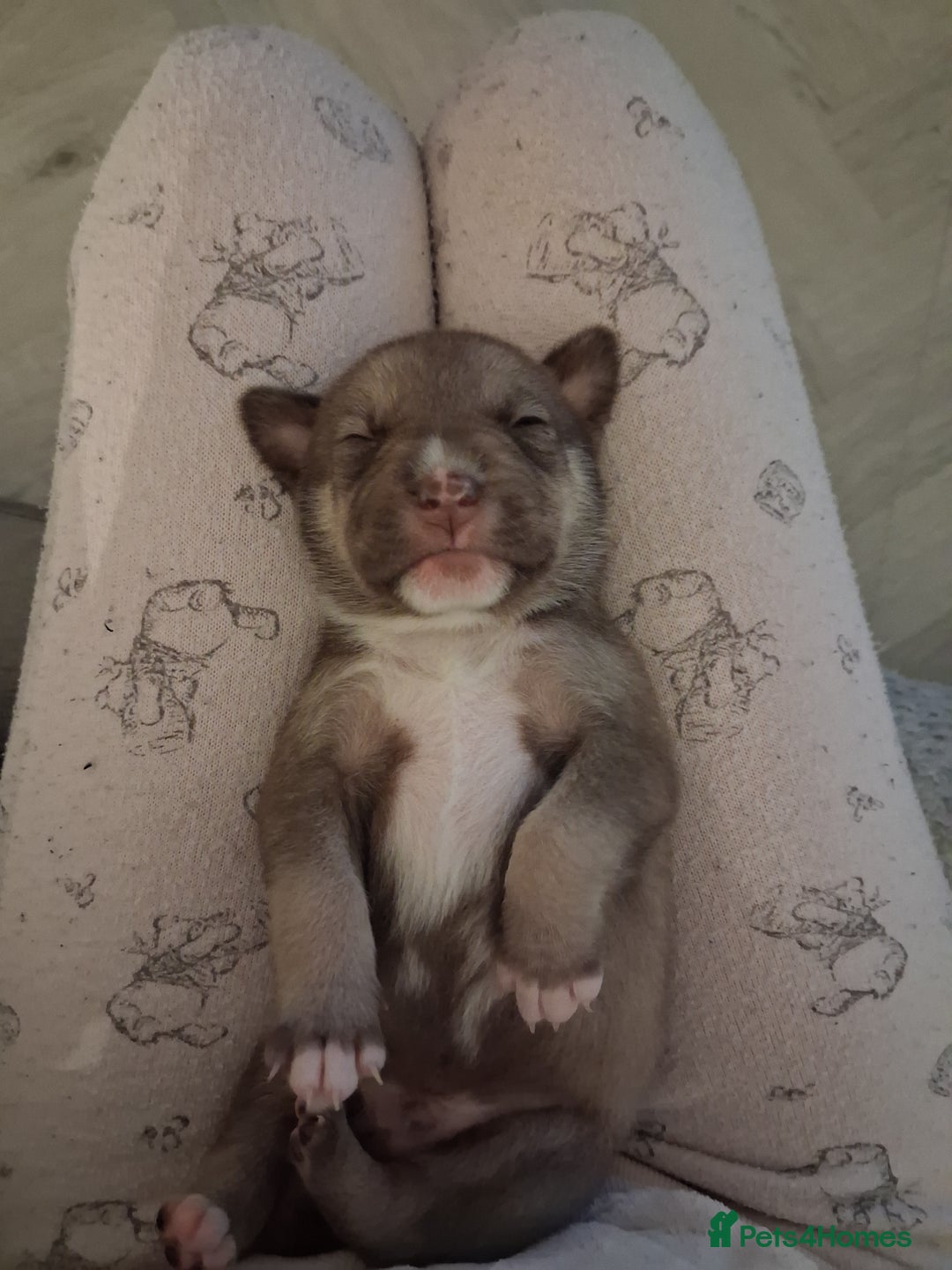Mixed Breed dogs for sale: Agouti Husky Cross puppies  - Advert 3