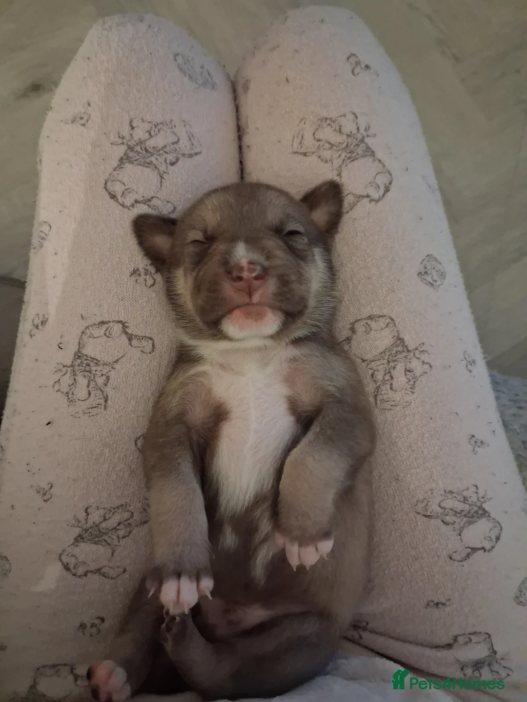 Mixed Breed dogs for sale: Agouti Husky Cross puppies  - Advert 3
