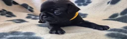 Pug dogs for sale: 3x pug girls 1x pug boy - Advert 16