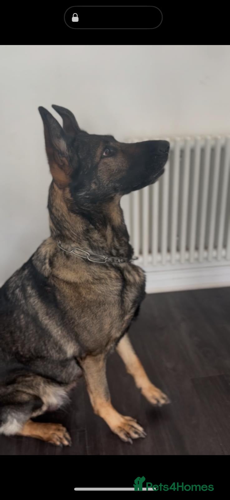 German Shepherd dogs for sale: Luna looking for a 5 star home - Advert 1
