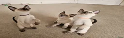 Siamese cats for sale: Wonderful Siamese Kittens Ready to leave - Advert 1