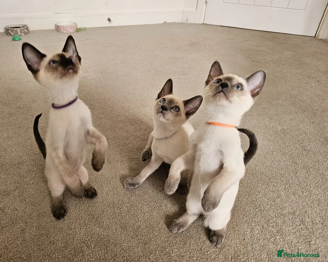 Siamese cats for sale: Wonderful Siamese Kittens Ready to leave - Advert 1