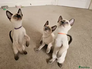 Siamese cats Wonderful Siamese Kittens Ready to leave - Advert 1