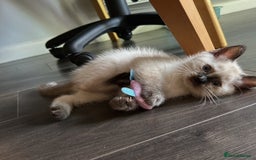 Ragdoll cats for sale: Flame lynx point Ragdoll x kitten Ready to leave - Image 39