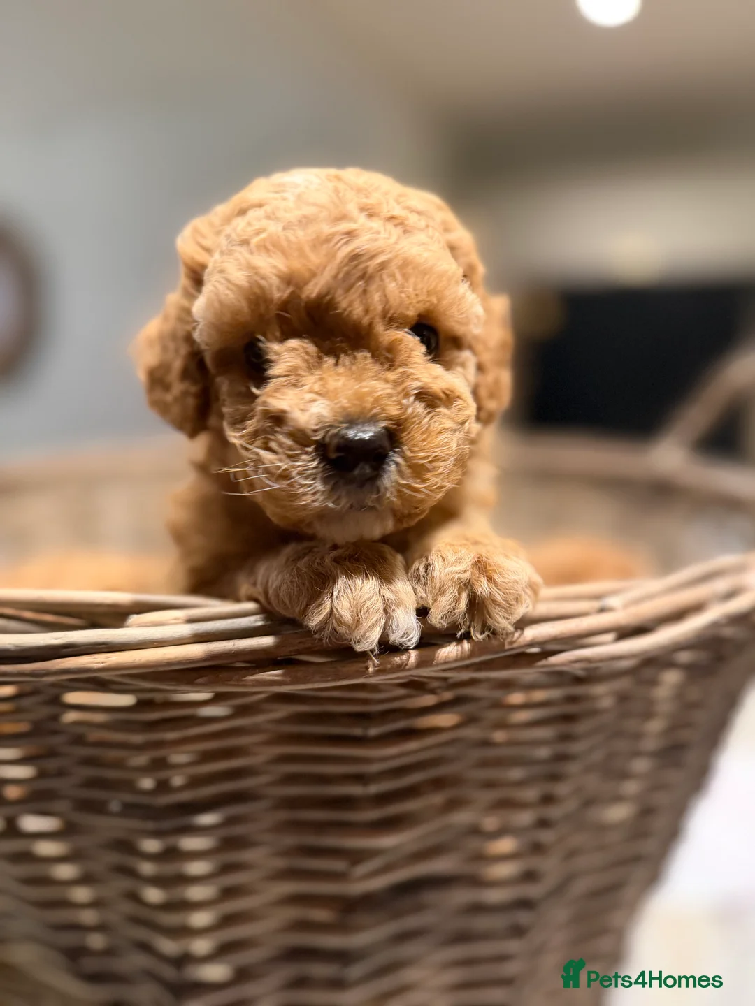 Toy Poodle dogs for sale: Toy poodles - Advert 4