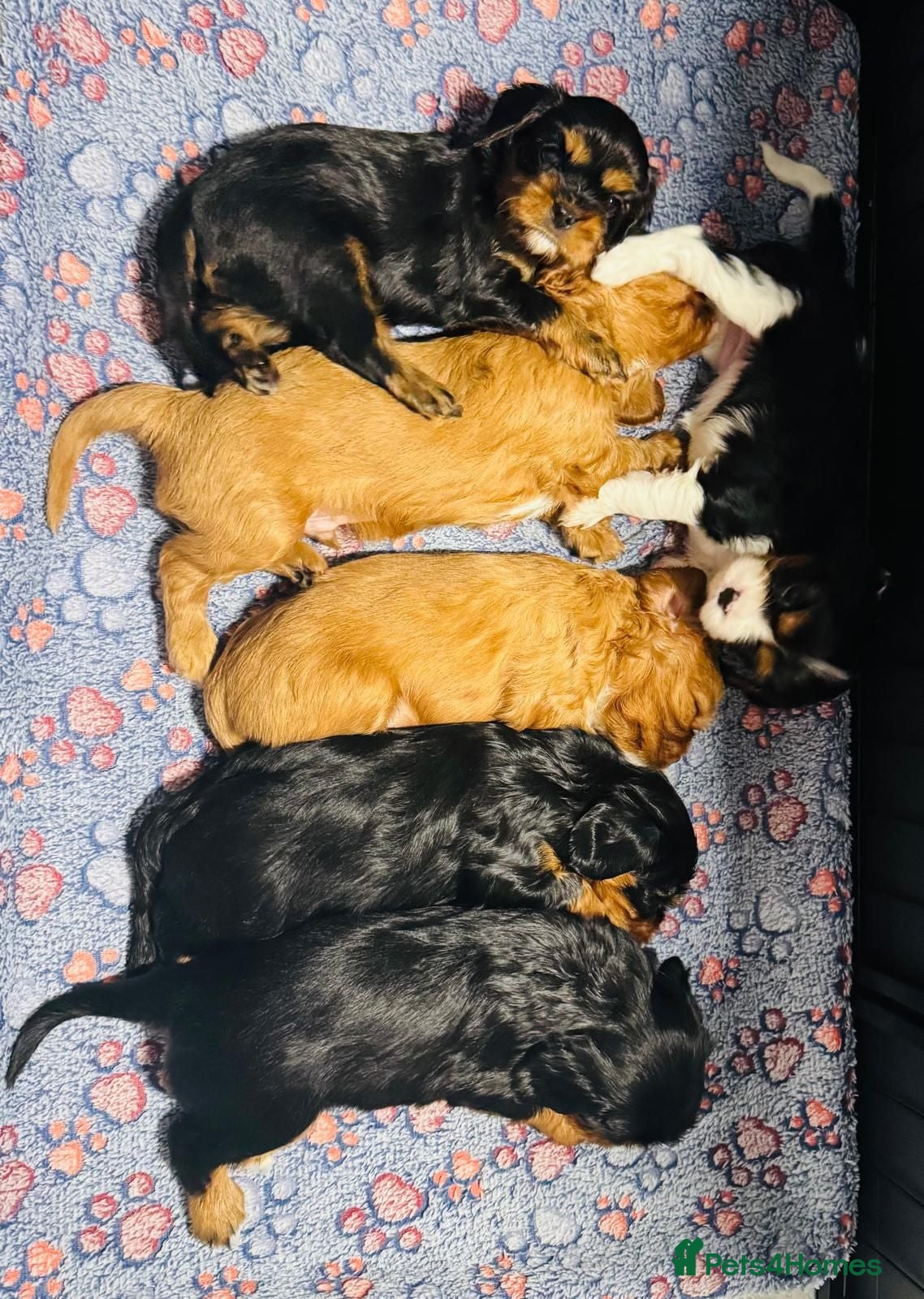 Cavalier King Charles Spaniel dogs Choc & Tan carriers - CKC Spaniel Puppies - Advert 1
