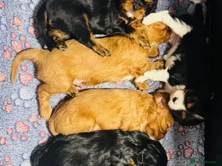 Cavalier King Charles Spaniel dogs Choc & Tan carriers - CKC Spaniel Puppies - Advert 5