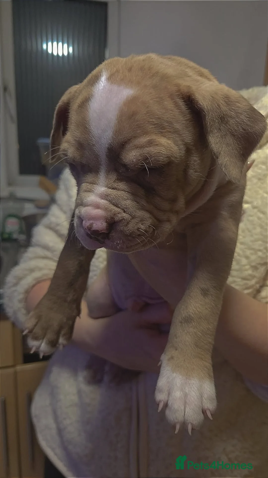 Bullmastiff dogs for sale: Pitbull Mastiff Pups  in London - Advert 14