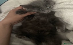 British Longhair cats for sale: British long hair (curly tail) - Image 4