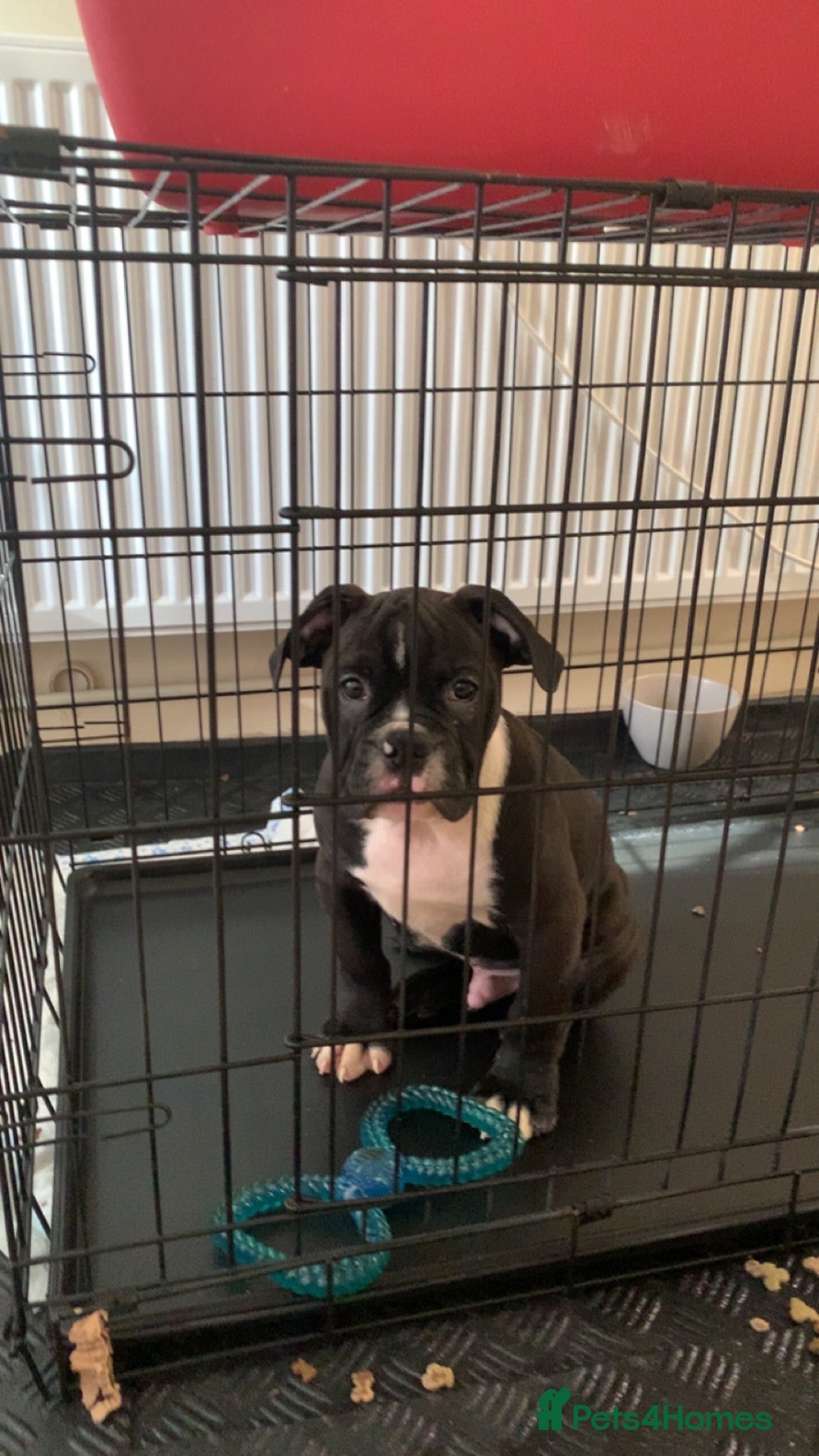 Olde English Bulldogge dogs Olde englsih bulldog puppy ready to leave  - Advert 7