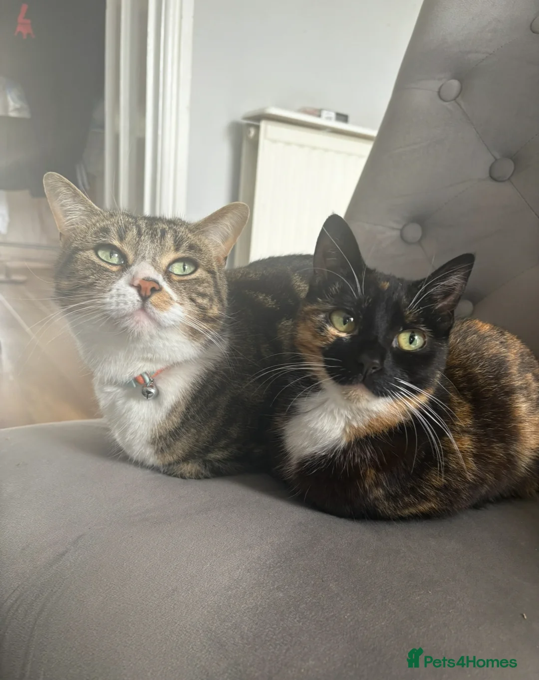 Mixed Breed cats for sale: Loving male cat needs a home - Advert 2