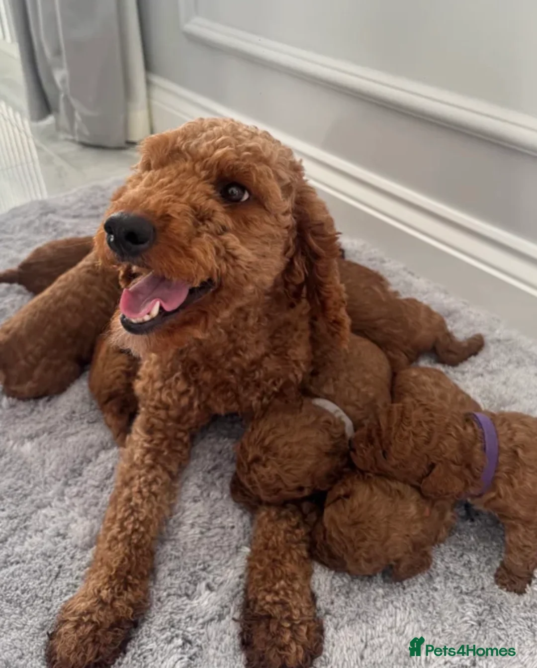 Cockapoo dogs for sale: Stunning Beautiful F1b Cockapoo Girl  - Advert 6