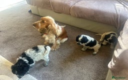 Cockapoo dogs for sale: fabulous cockapoo puppies - Image 9