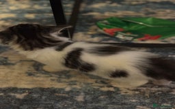 Mixed Breed cats for sale: 5 fluffy kittens  - Image 11