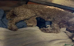 Toy Poodle dogs for sale: Toy poodles - Image 10