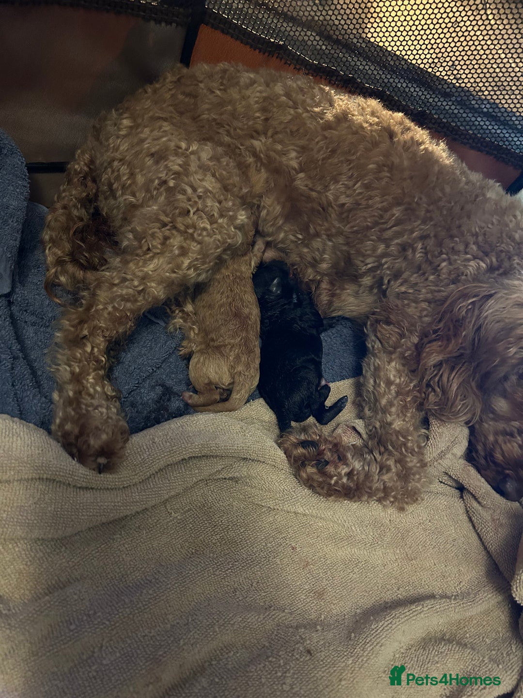 Toy Poodle dogs for sale: Toy poodles - Image 10