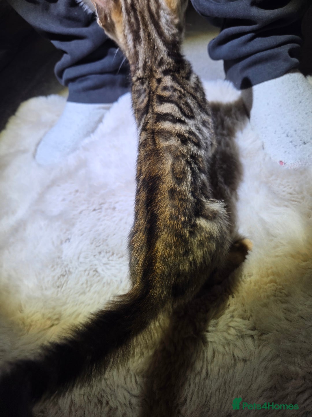 Bengal cats for sale:  1 stunning male bengal kitten (reduced price) - Image 21