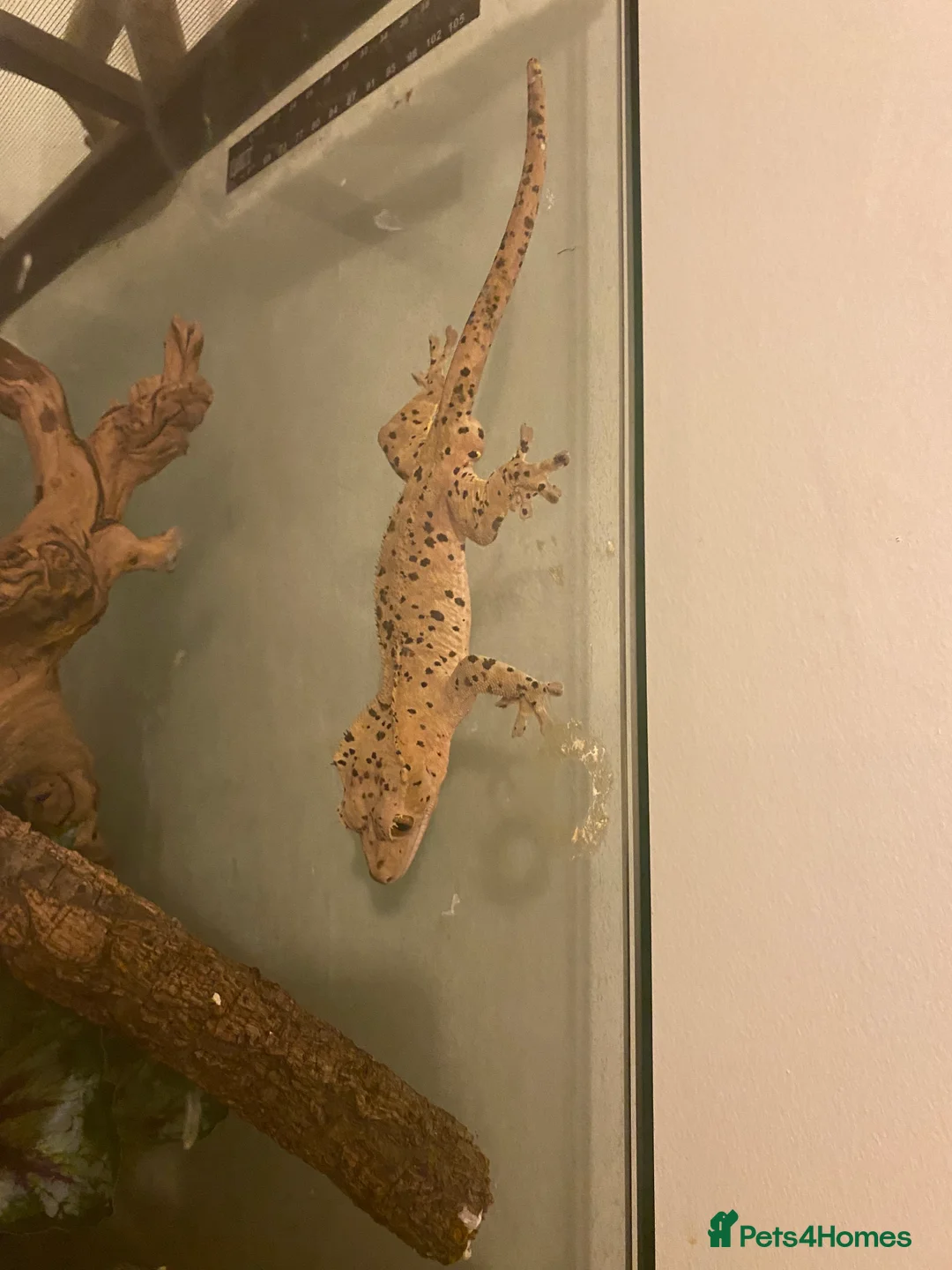 Gecko reptiles for sale: CB22 Male super Dalmatian crested gecko  - Advert 2