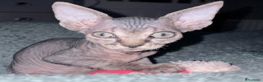 Sphynx Kitten 3