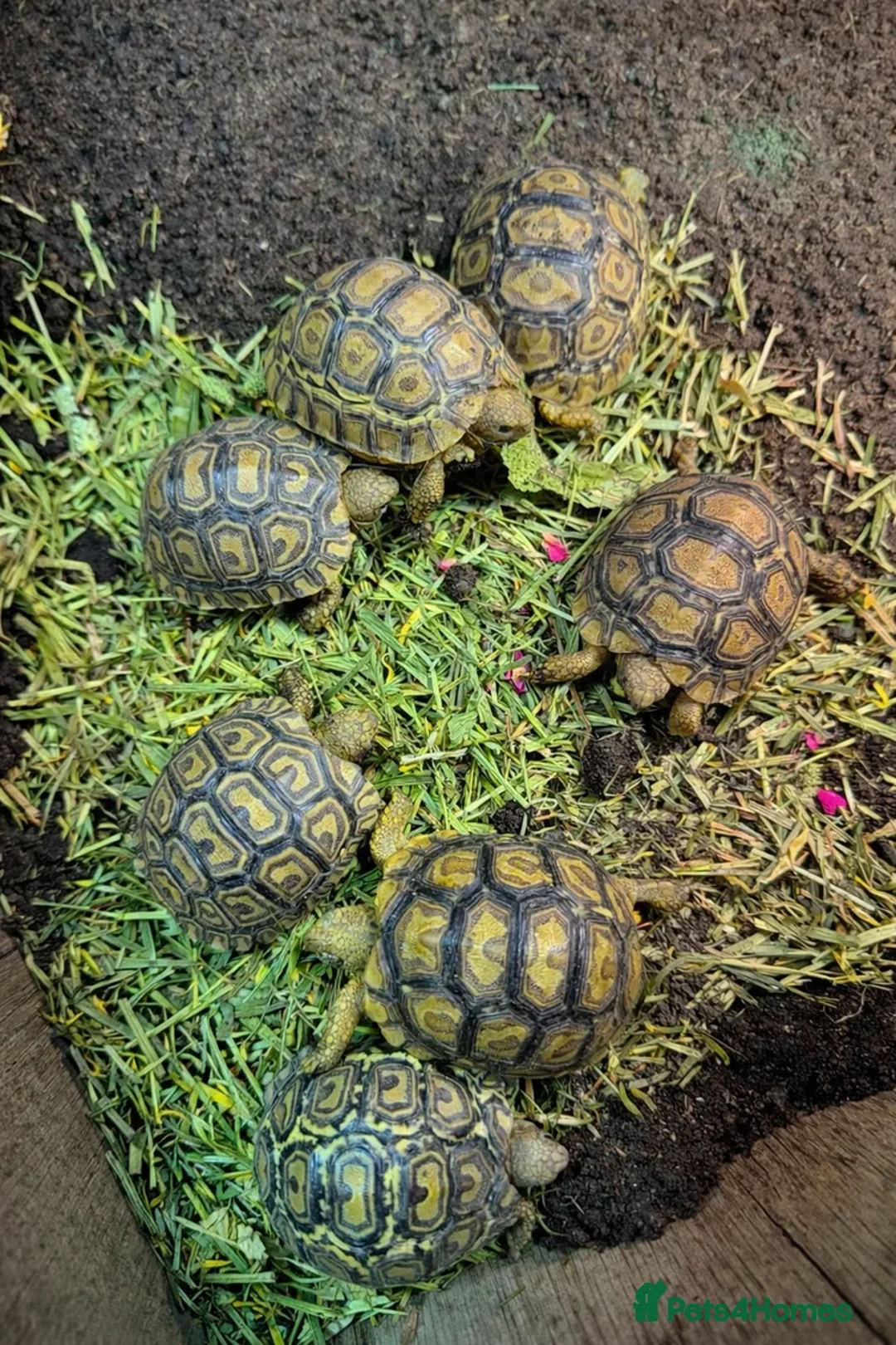 Tortoise reptiles for sale: Baby leopard tortoises and set ups - Advert 2