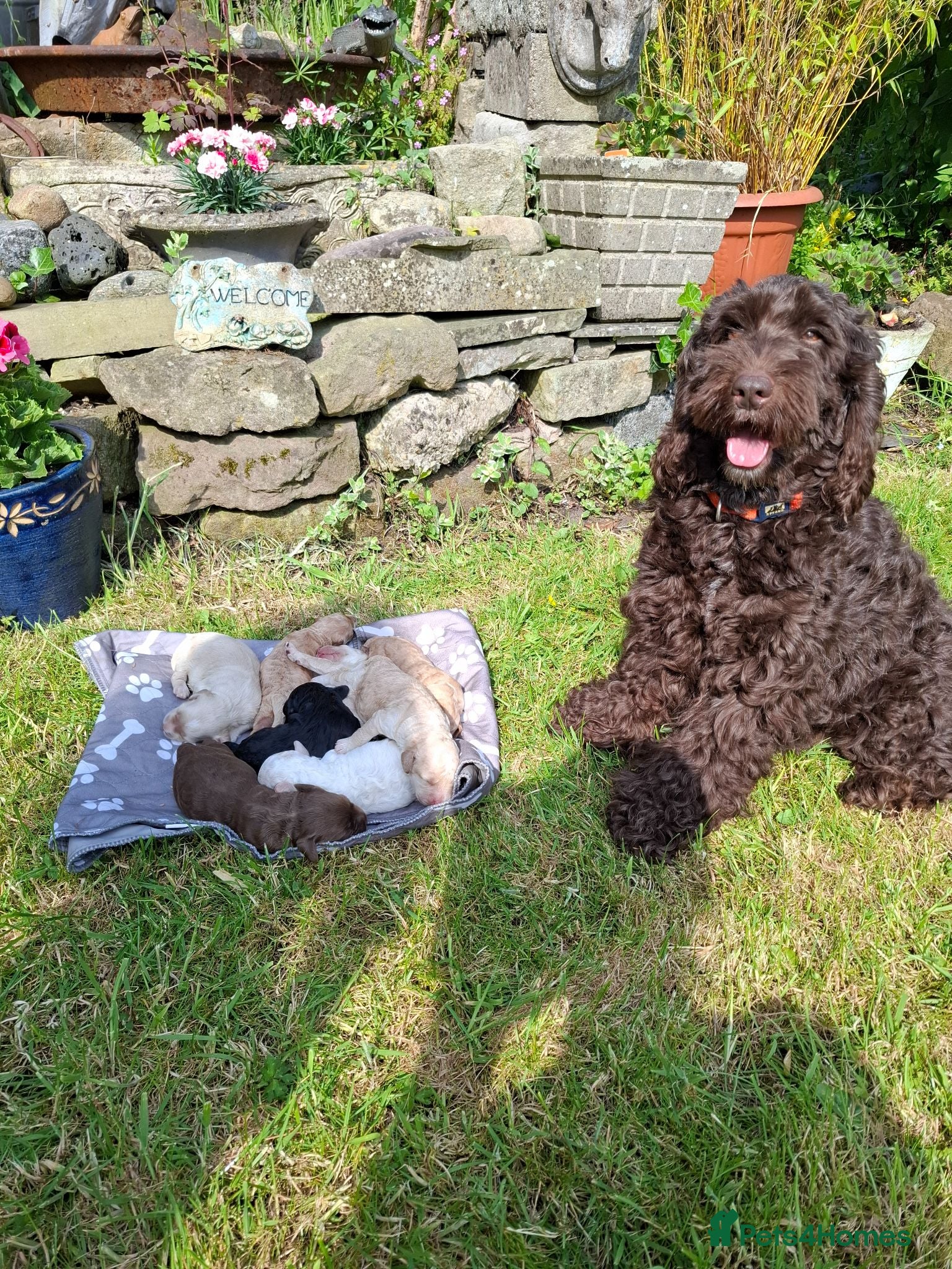 Cockapoo dogs Beautiful Cockapoo Puppies For Sale  - Advert 1