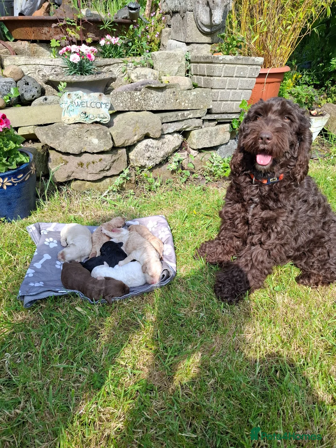 Cockapoo dogs for sale: Beautiful Cockapoo Puppies For Sale  in Leyland - Advert 1