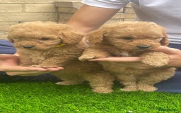 Cockapoo dogs for sale: Cockerpoo Puppies - Image 9