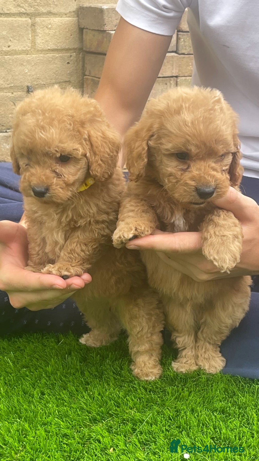 Cockapoo dogs for sale: Cockerpoo Puppies - Image 9